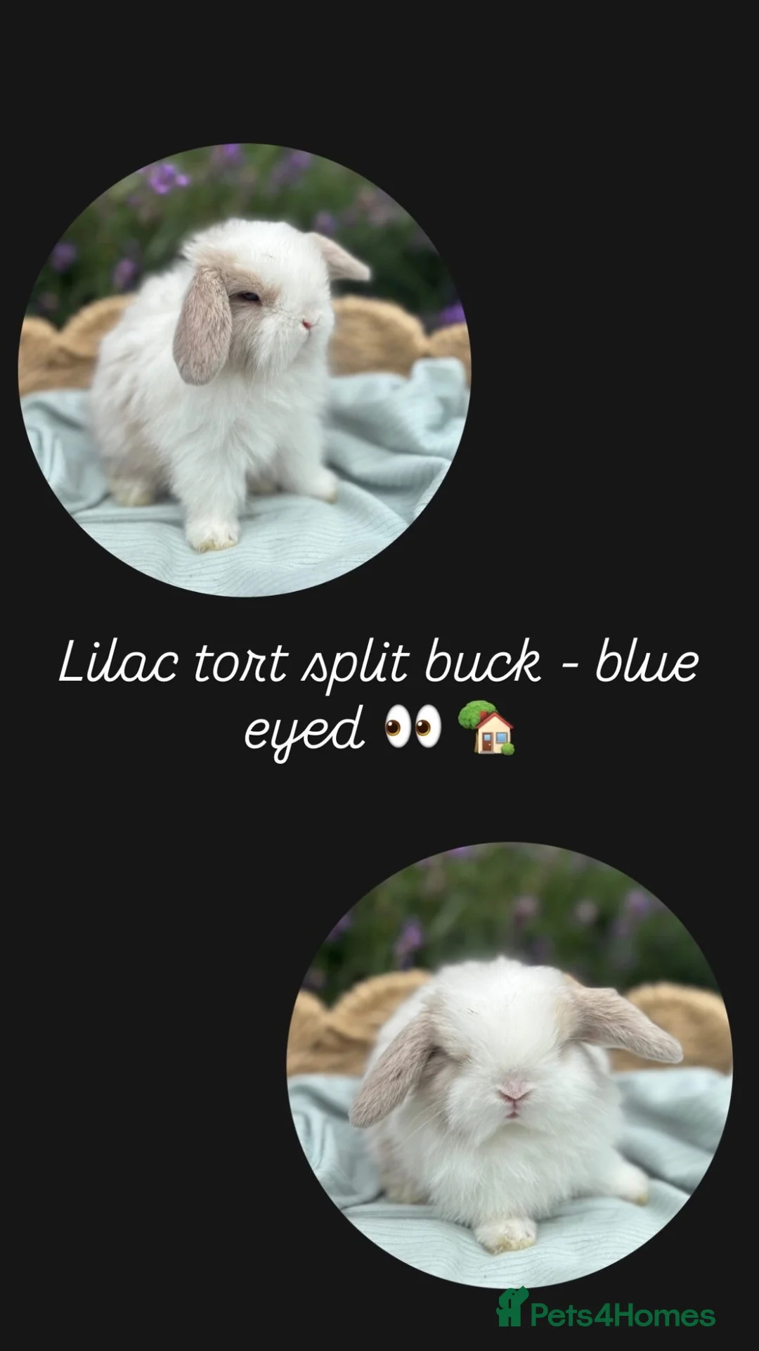 Mini Lop rabbits for sale: Stunning mini lops looking for forever homes✨🫶🏻 - Advert 2