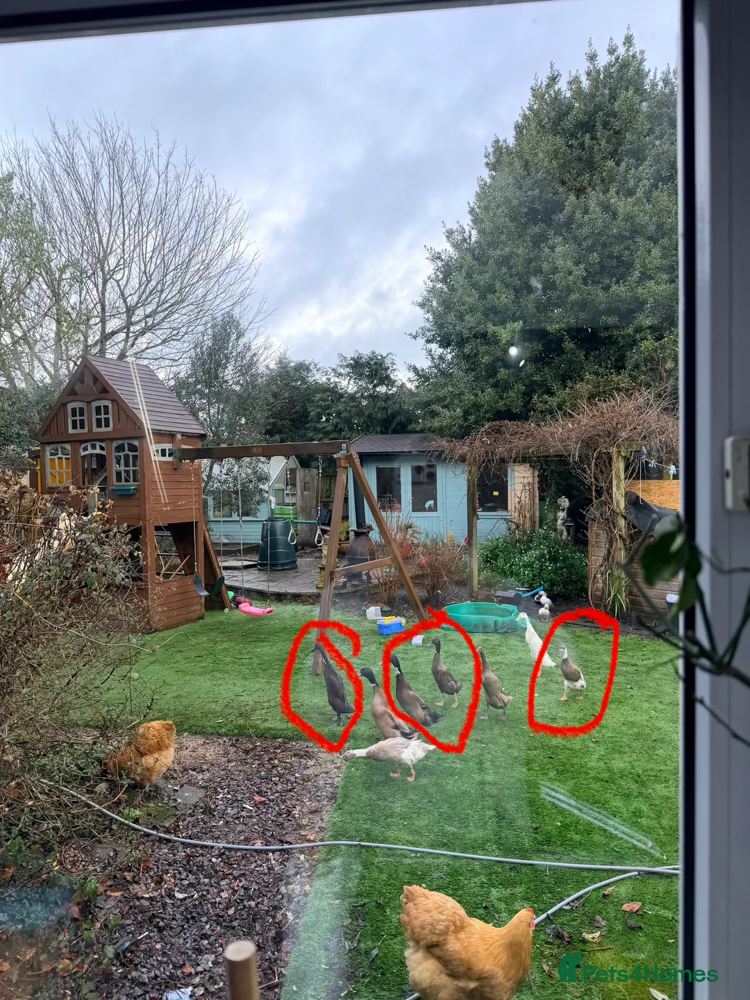 Ducks poultry for sale: Male runner duck & 3 females  in Warminster - Advert 2