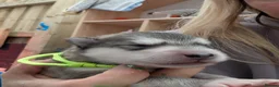 Alaskan Malamute dogs for sale: Champ KC Registered Alaskan Malamute Puppies - Advert 31