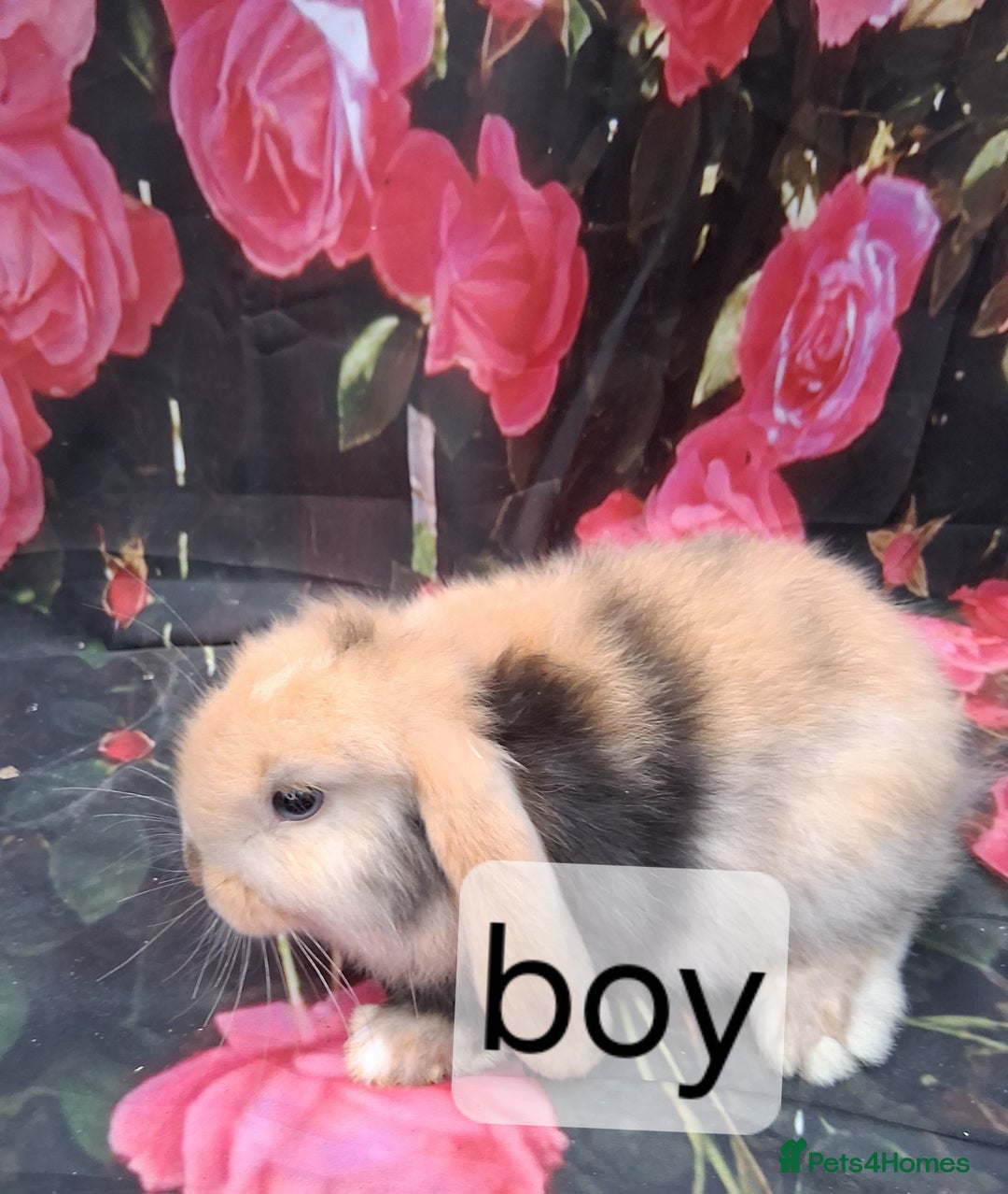 Mini Lop rabbits for sale: Mini lop baby rabbits - Image 3