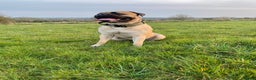 Bullmastiff dogs for stud: Male bullmastiff Stud  in Leicester - Advert 6
