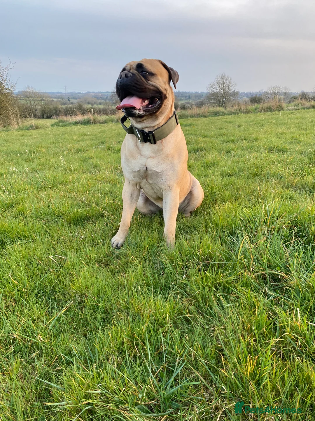 Bullmastiff dogs for stud: Male bullmastiff Stud  in Leicester - Advert 6