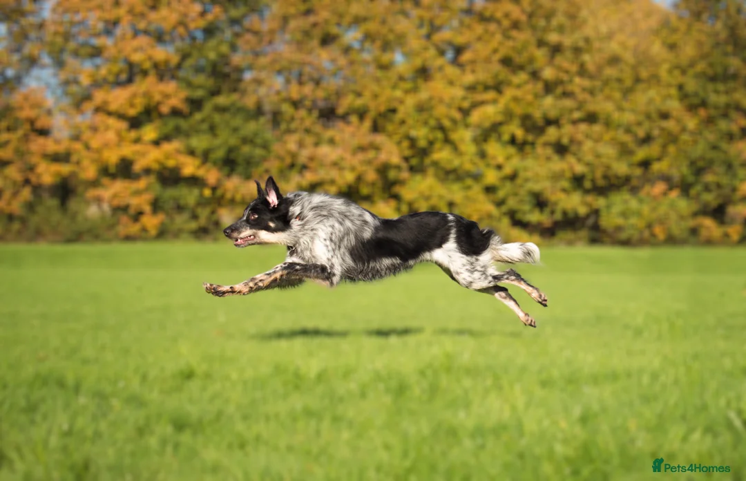 Border Collie dogs for stud: DNA clear proven Border Collie stud  in Treorchy - Advert 3