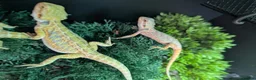 Bearded Dragon reptiles for sale: Hand tame - Advert 7