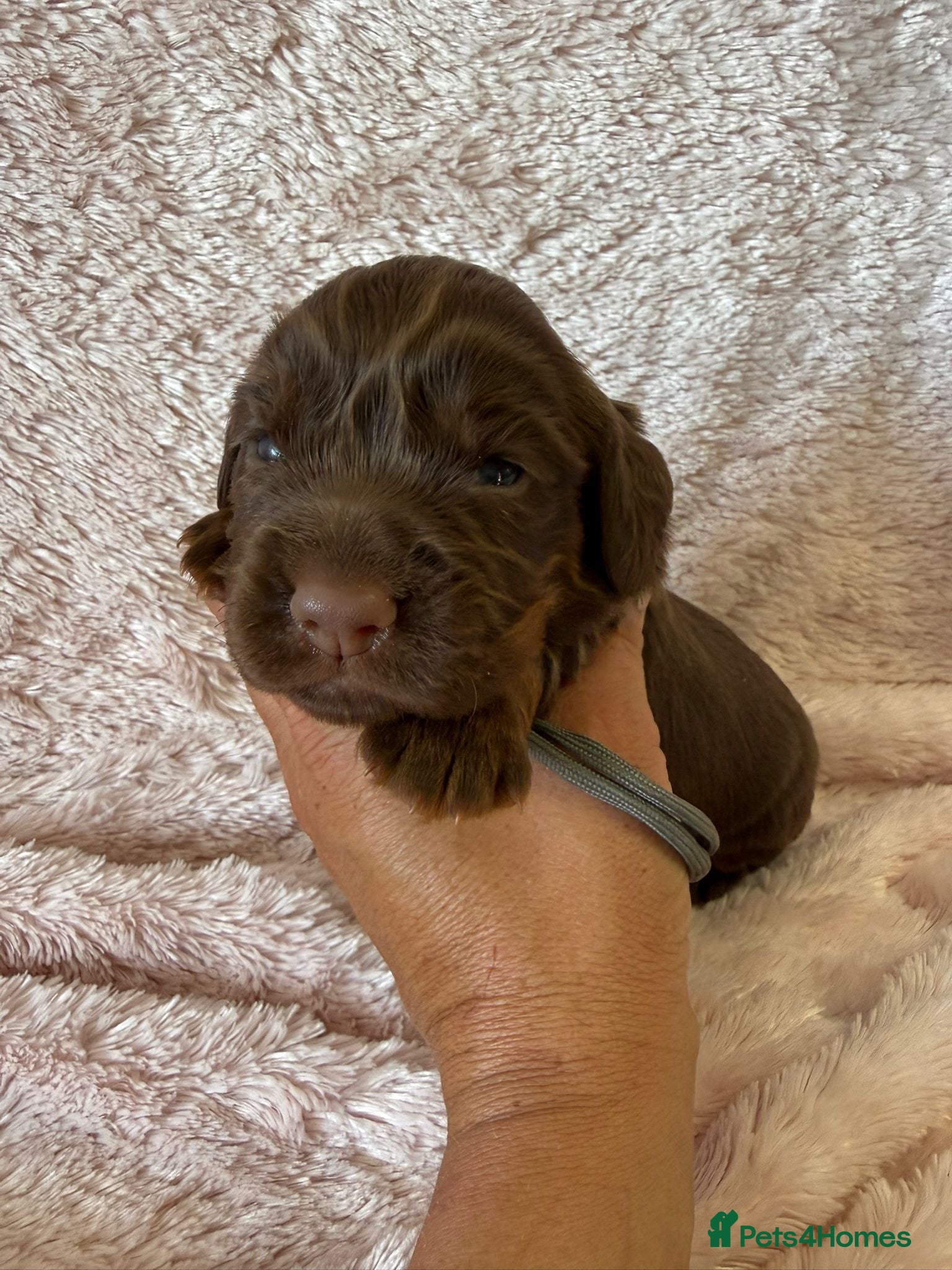 Cocker Spaniel dogs Stunning Cocker Spaniel Pups - Excellent Breeding - Advert 1