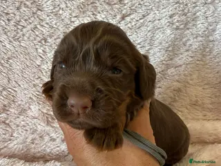 Cocker Spaniel dogs Stunning Cocker Spaniel Pups - Excellent Breeding - Advert 1
