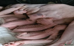 Sphynx cats for sale: Blue eyed Canadian Sphyn Kittens - Image 7
