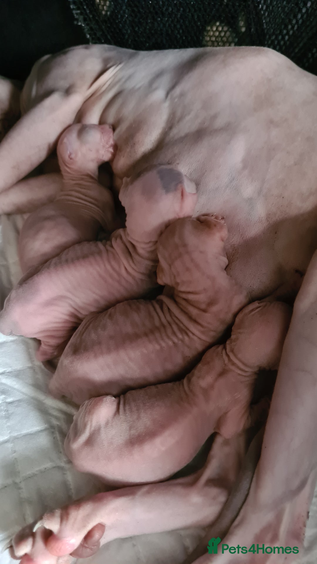 Sphynx cats for sale: Blue eyed Canadian Sphyn Kittens - Image 7