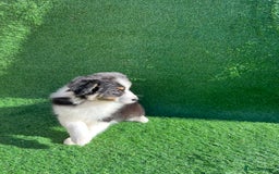 Australian Shepherd dogs for sale: Australia shepherd Kc puppies  - Image 5