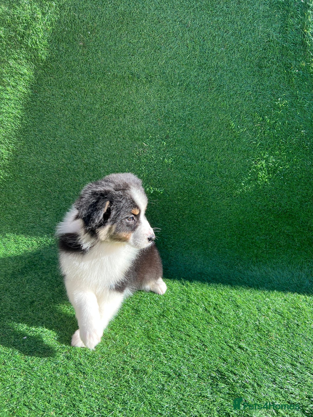 Australian Shepherd dogs for sale: Australia shepherd Kc puppies  - Image 5