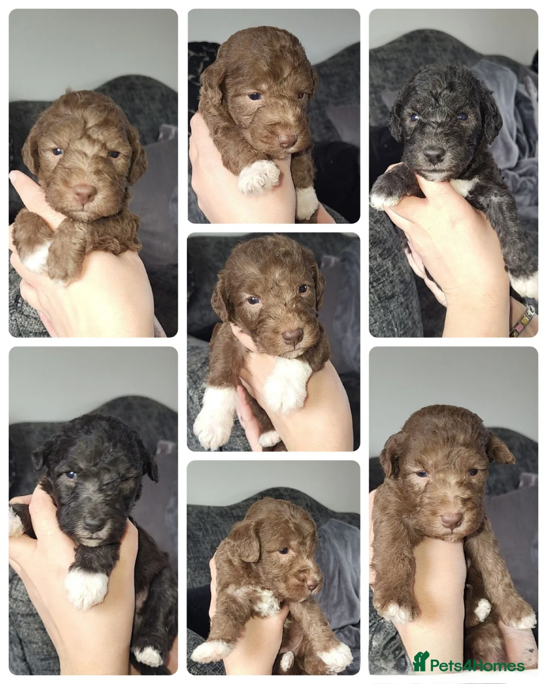 Bedlington Terrier dogs for stud: Bedlington terrier for stud  - Advert 16