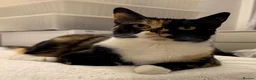 Domestic Shorthair cats for sale: Candy - female cat - Advert 2