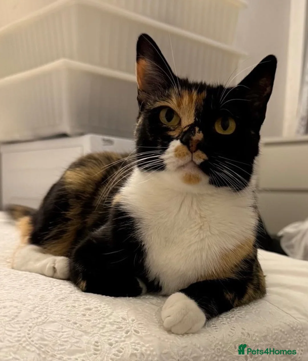 Domestic Shorthair cats for sale: Candy - female cat - Advert 2