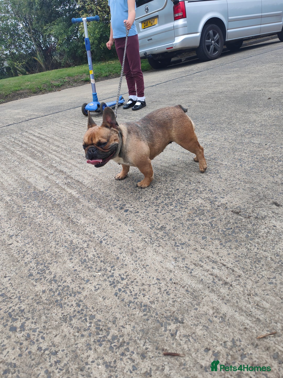 French Bulldog dogs for sale: KC reg French bulldog puppies female & male big➰  - Image 8