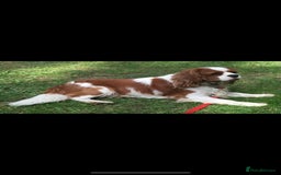 Cavalier King Charles Spaniel dogs for stud: Extensively Health Tested Cavalier King Charles Sp in Mansfield - Image 2