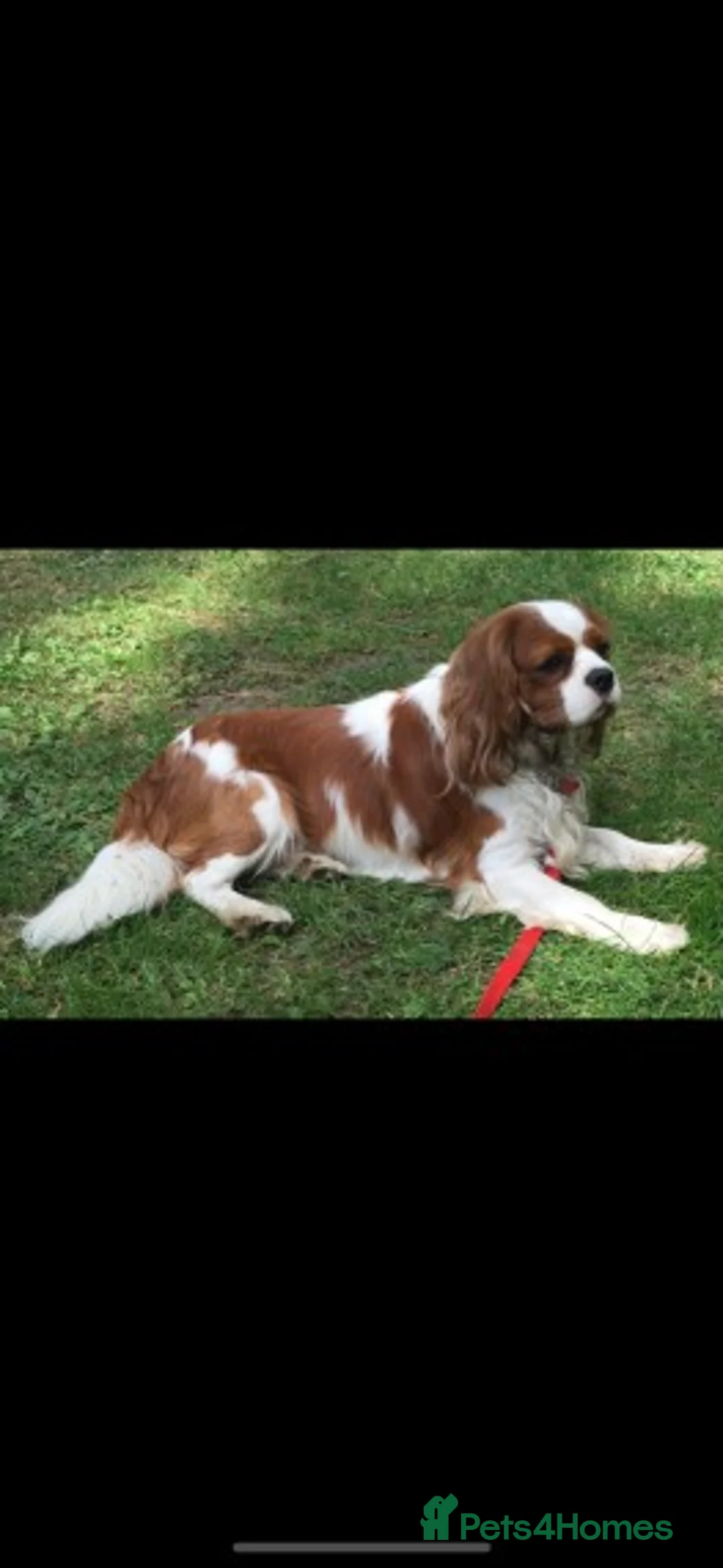 Cavalier King Charles Spaniel dogs for stud: Extensively Health Tested Cavalier King Charles Sp in Mansfield - Advert 2