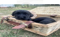 Cocker Spaniel dogs for sale: Working cocker spaniel  - Image 10