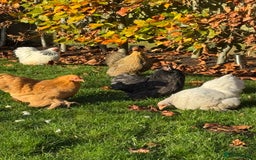 Chickens poultry for sale: Pekin Bantams and coop for sale - Advert 2