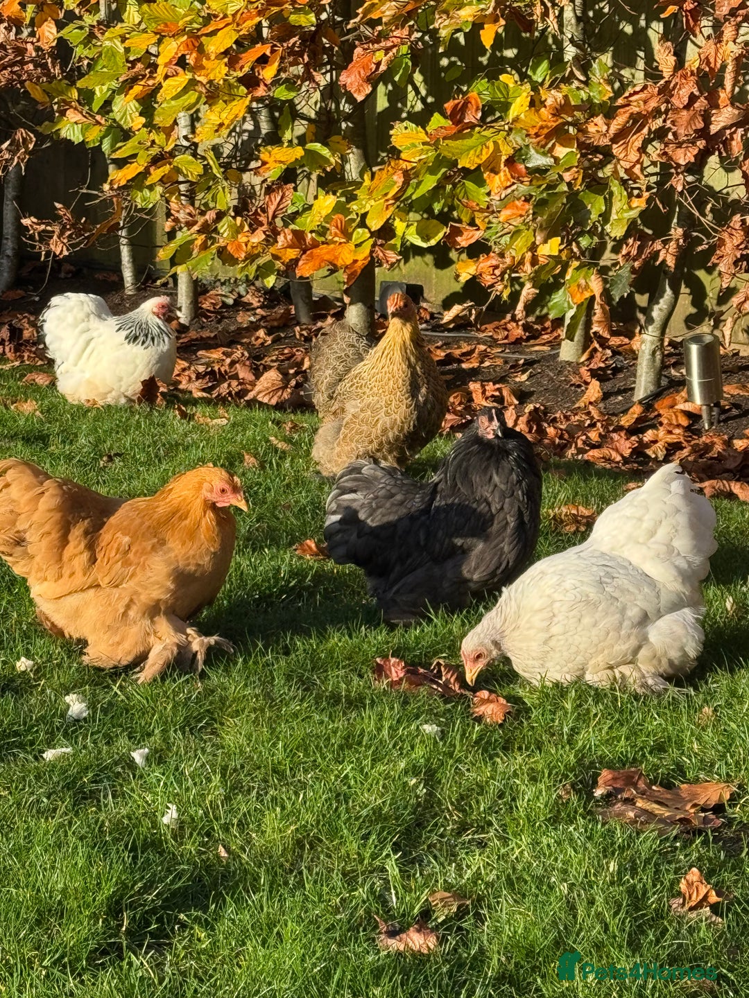 Chickens poultry for sale: Pekin Bantams and coop for sale - Advert 2