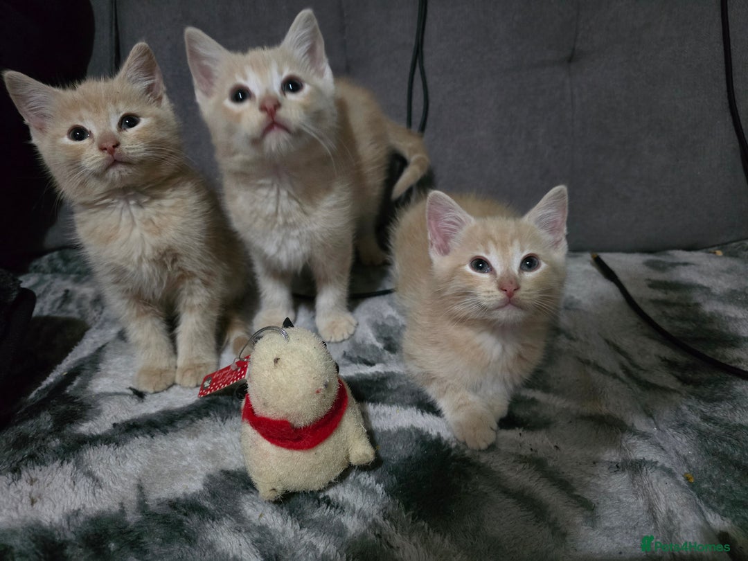 Mixed Breed cats for sale: Mixed breed kittens ready now.  - Image 37
