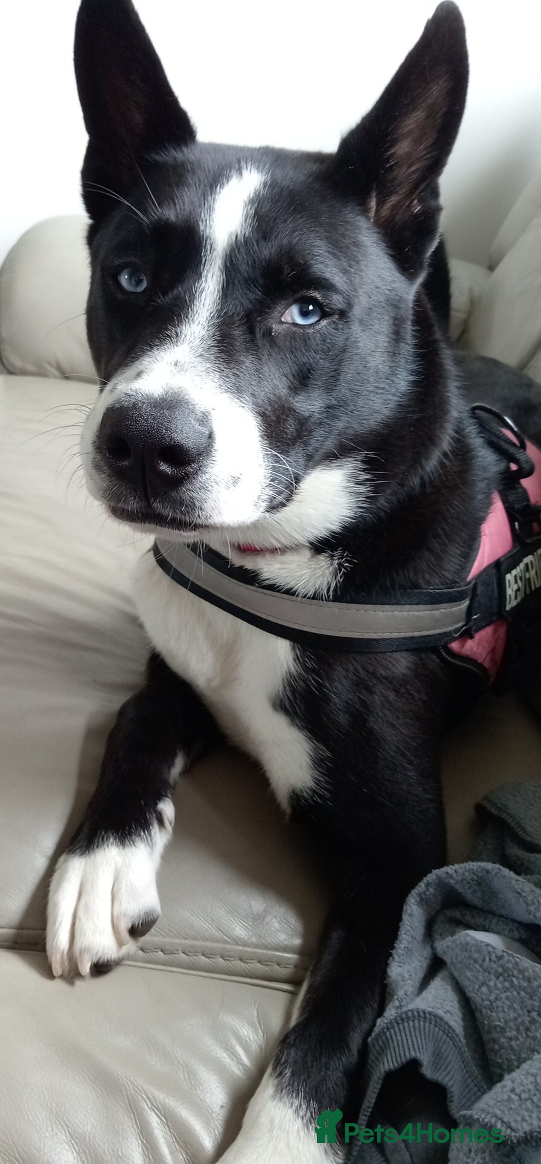 Mixed Breed dogs for sale: Husky mix female - Advert 2