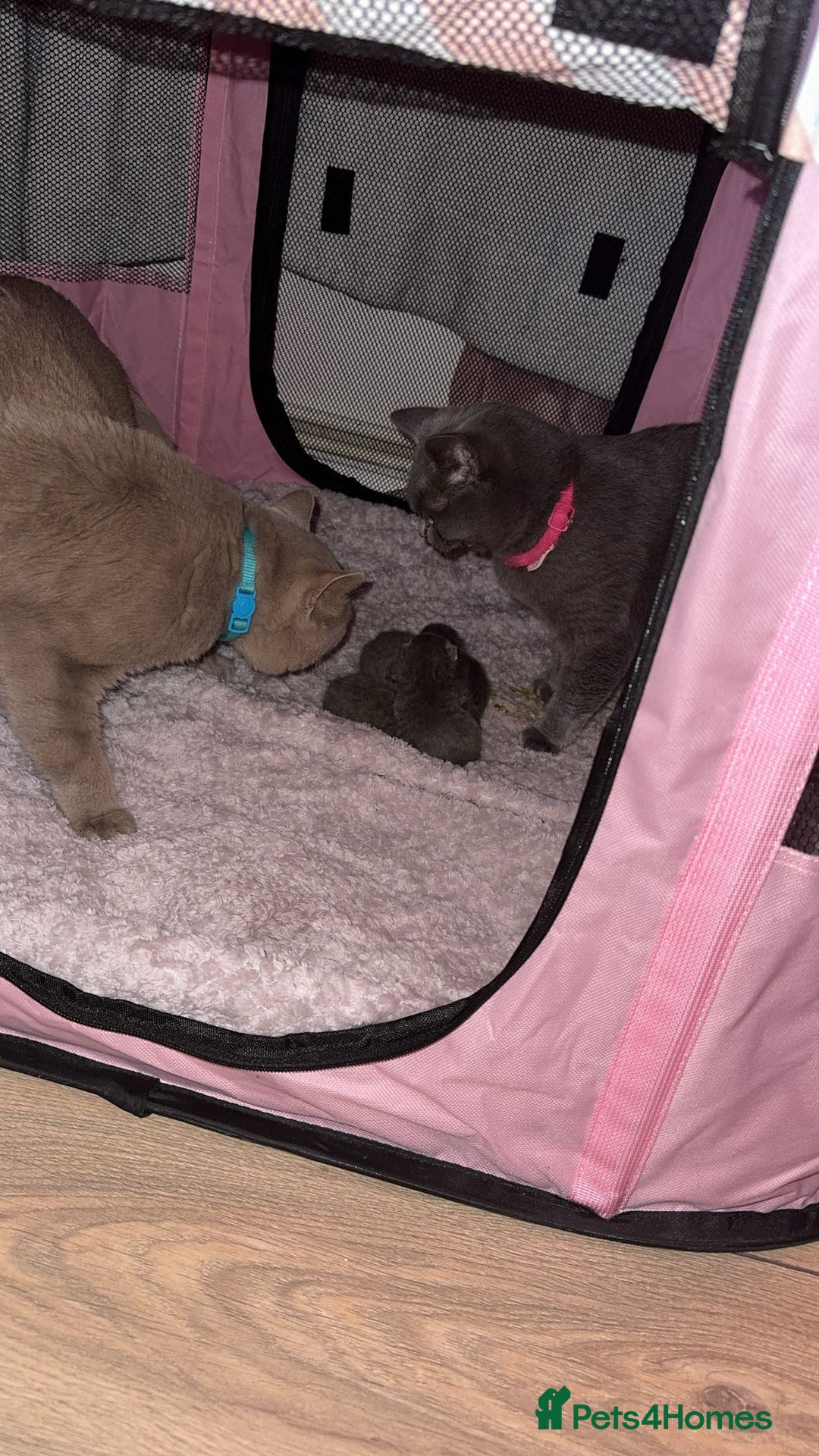 British Shorthair cats for sale: 4 full pedigree British shorthairs - Image 2