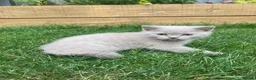 British Shorthair cats for sale: Last boy GCCF 🏆 pedigree British shorthair kitten - Advert 6