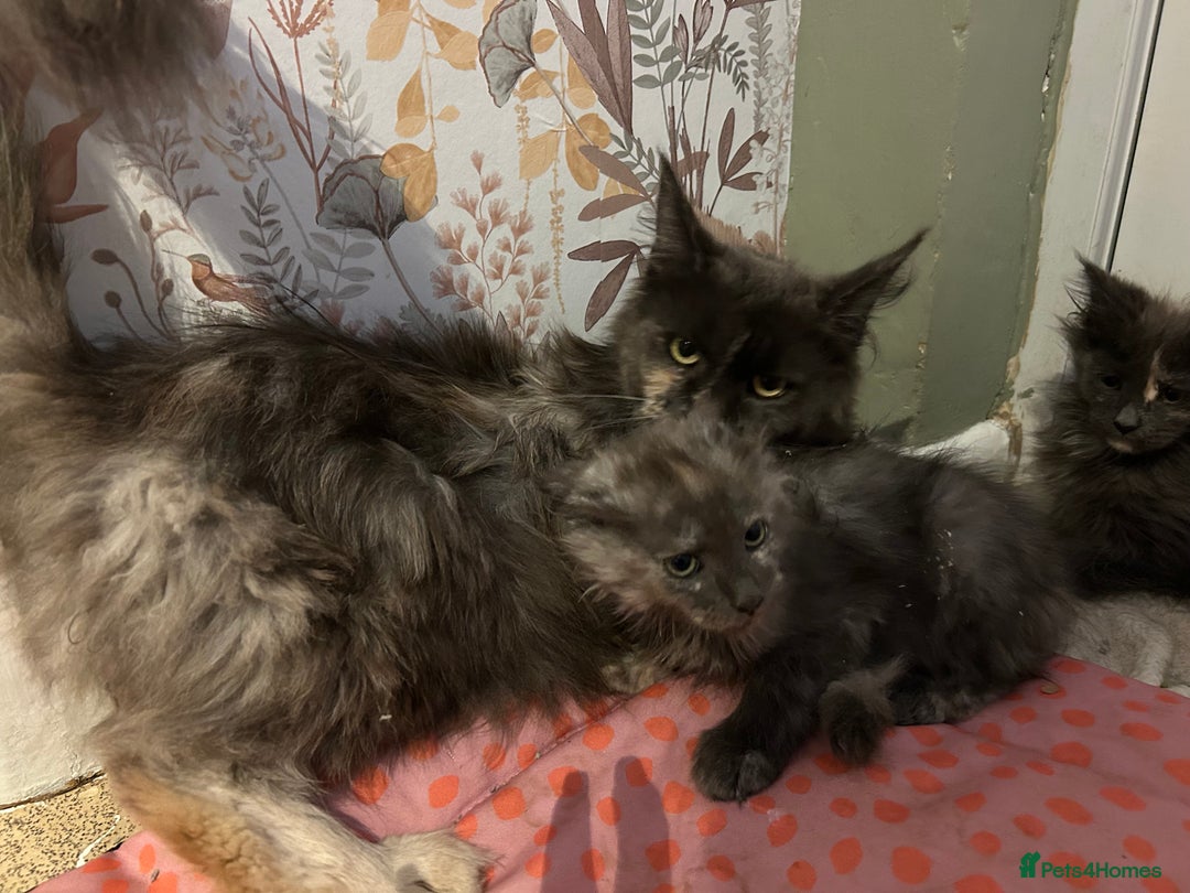 Maine Coon cats for sale: Maine Coon girls READY NOW Russian sired  - Image 38