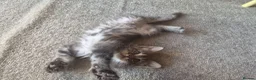 Maine Coon cats for sale: Pure Bred Maine Coon Kittens - Advert 30