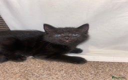 Bombay cats for sale: beautiful kittens looking for a happy safe home's  - Image 12