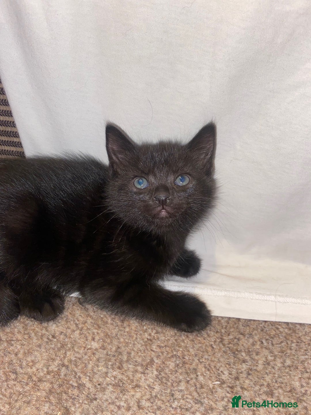 Bombay cats for sale: beautiful kittens looking for a happy safe home's  - Image 12