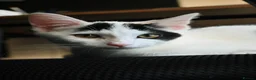 British Longhair cats for sale: We are a bonded pair looking for our forever home! - Advert 4