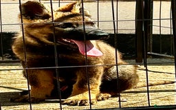 German Shepherd dogs for sale: Awesome Male Kennel Club Reg’d GSD Pups  in Sturminster Newton - Image 5
