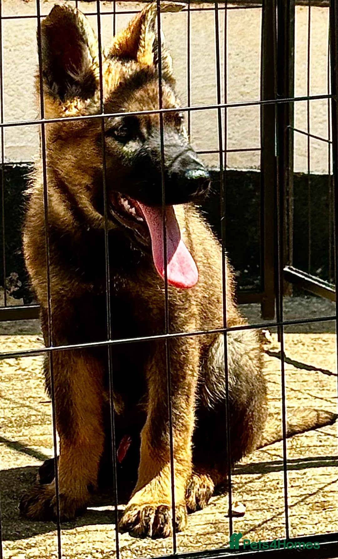 German Shepherd dogs for sale: Awesome Male Kennel Club Reg’d GSD Pups  in Sturminster Newton - Image 5