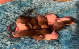 Rat rodents for sale: Baby rats looking for 5*homes only  - Advert 24