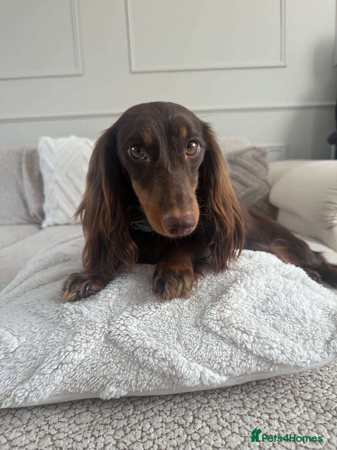Miniature Dachshund dogs for sale: Exceptional quality long haired mini dachshunds - Image 2