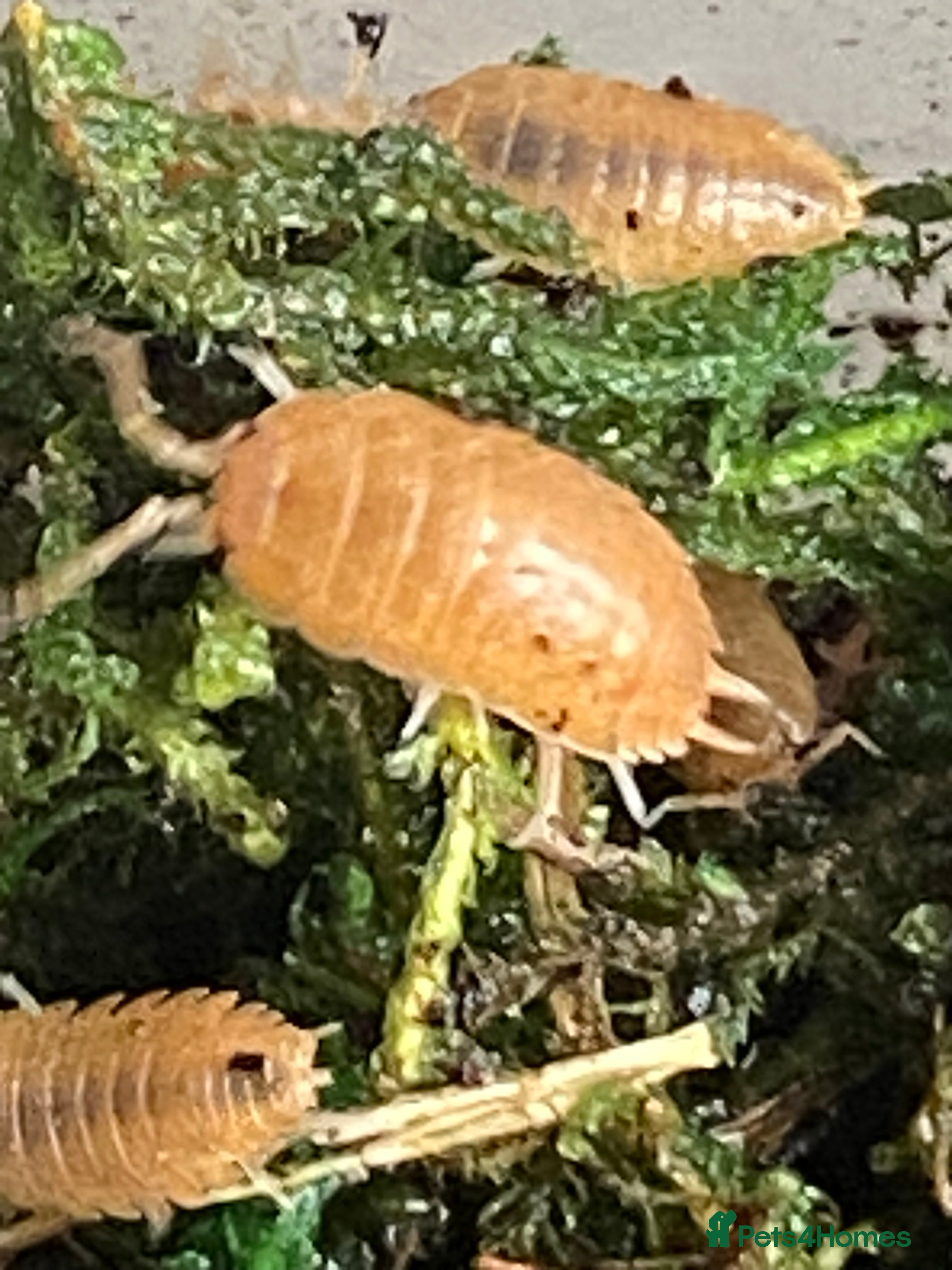 Isopods invertebrates Orange isopods, Porcelio Laevis,  Clean Up Crew - Advert 11