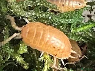 Isopods invertebrates Orange isopods, Porcelio Laevis, Clean Up Crew - Advert 11