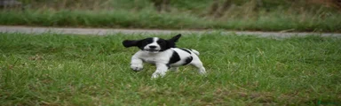 Cocker Spaniel 2