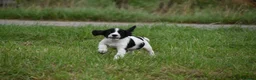 Cocker Spaniel dogs for sale: Mixed colour litter of working cockers  - Advert 23