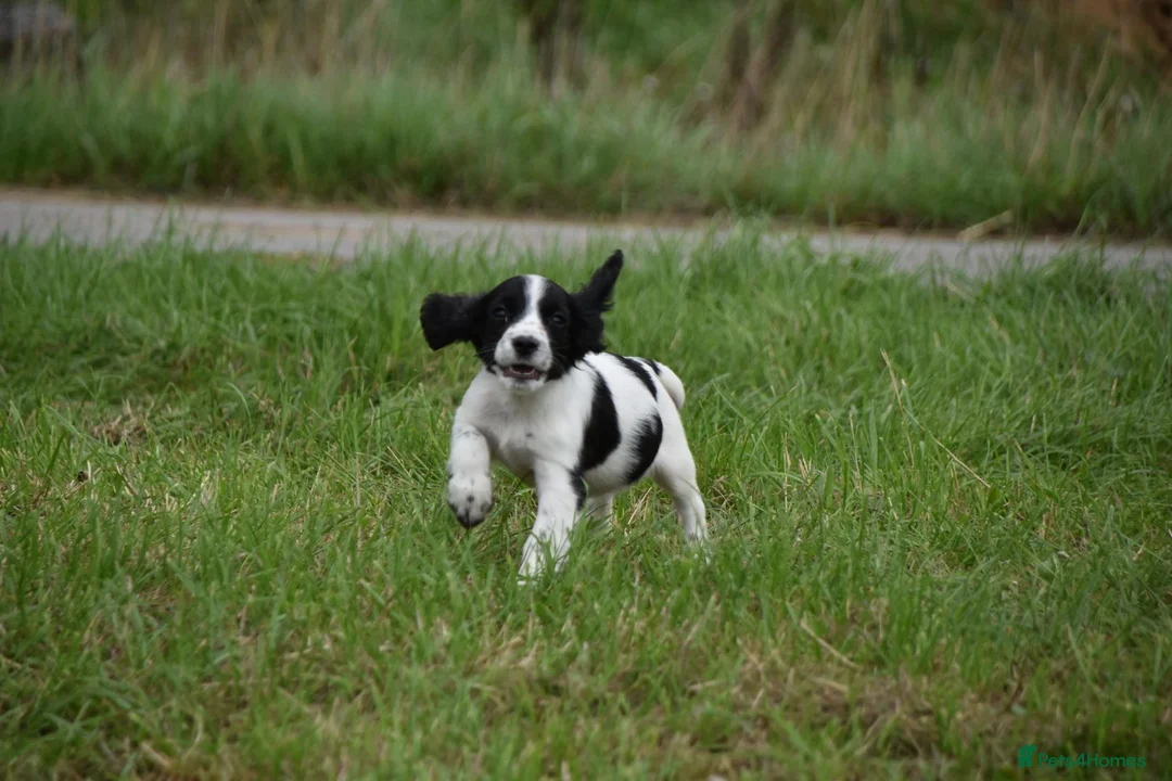 Cocker Spaniel dogs for sale: Mixed colour litter of working cockers  - Advert 23