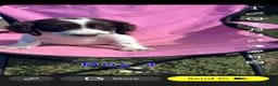 English Springer Spaniel dogs for sale: English springer spaniel pups for sale - Advert 9