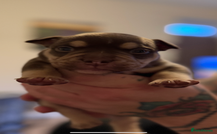 Mixed Breed dogs - Advert 11