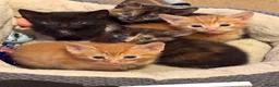 Mixed Breed cats for sale: Five beautiful kittys - Advert 9