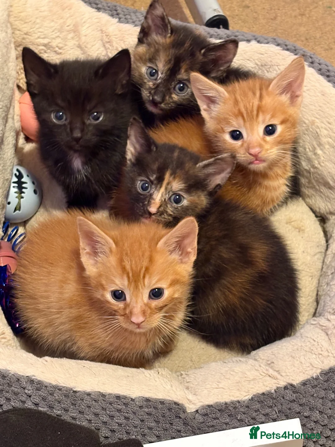 Mixed Breed cats for sale: Five beautiful kittys - Advert 9