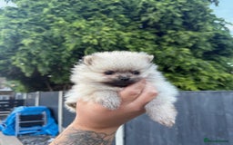Pomeranian dogs for sale: Beautiful Pomeranian’s  - Image 9