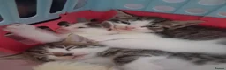 Mixed Breed cats for sale: 6 Gorgeous kittens - Advert 6