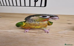 Conures birds for sale: Hand reared yellow sided greencheek conure  - Image 3