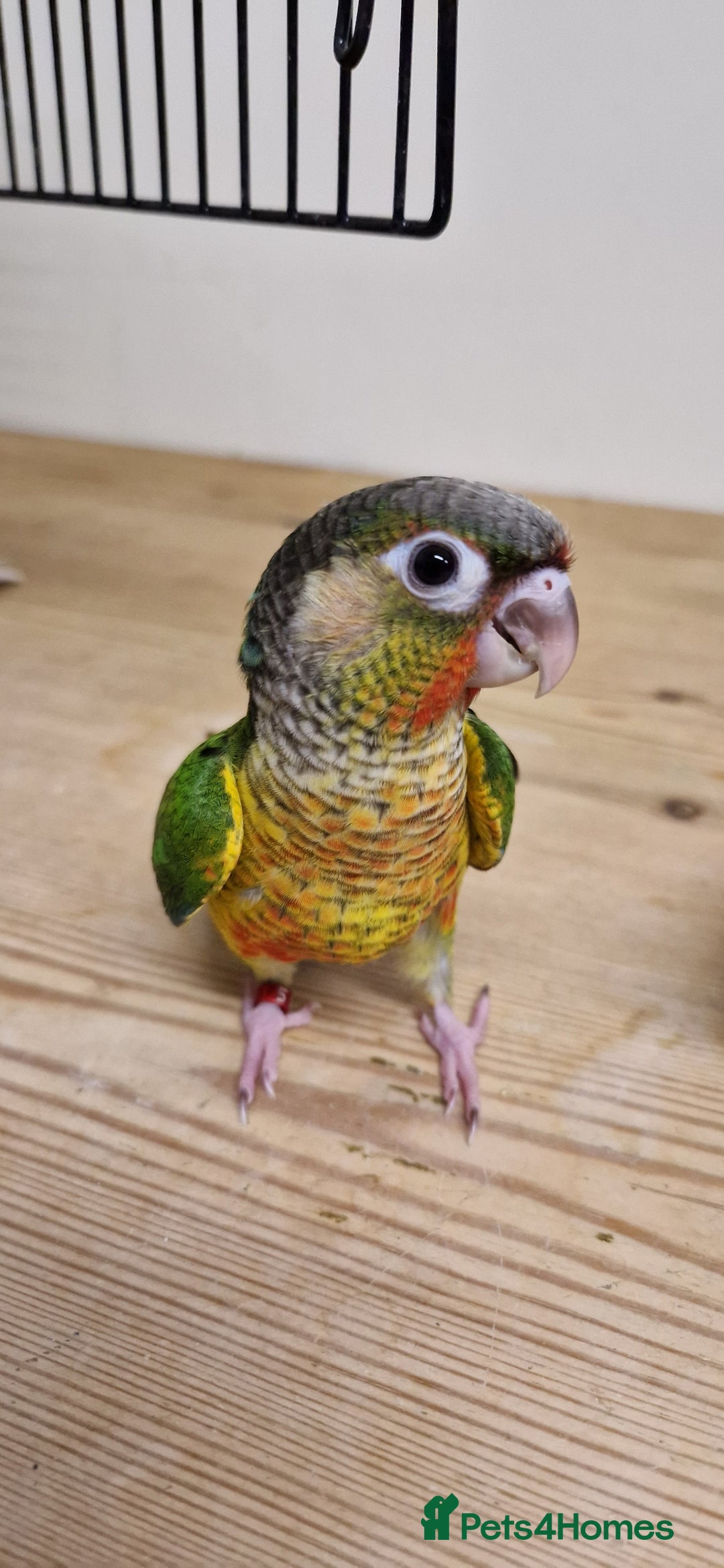 Conures birds for sale: Hand reared yellow sided greencheek conure  - Image 3