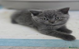 British Shorthair cats for sale: Tica registered British shorthair, ready now! - Image 3
